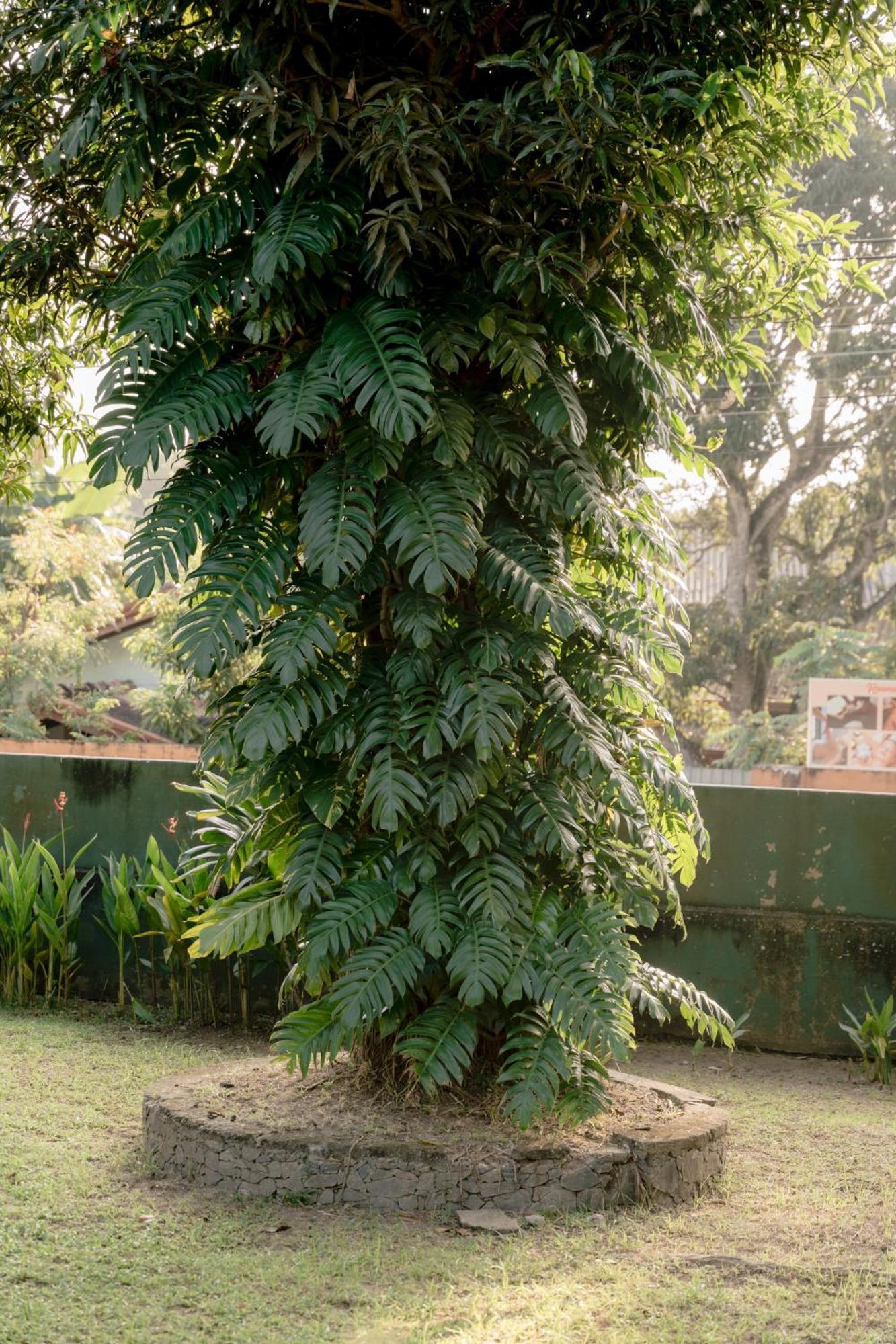 Colonial Bungalow Tangalle Eksteriør bilde
